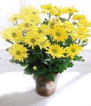 Daisy Chrysanthemum (Large)
