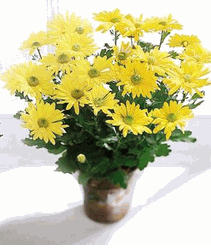 Daisy Chrysanthemum (Large)