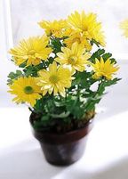 Daisy Chrysanthemum (Small) - Chau Hoa cuc vang