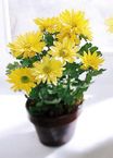 Daisy Chrysanthemum (Small) - Chau Hoa cuc vang