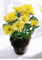 Daisy Chrysanthemum (Small) - Chau Hoa cuc vang