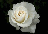 Dallas Florist, Flower Shop Resland Funeral