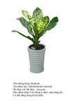 danhdu-Dieffenbachia