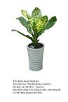 danhdu-Dieffenbachia