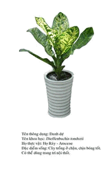 danhdu-Dieffenbachia