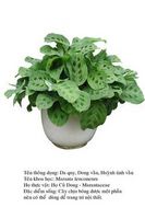daquy-Maranta 