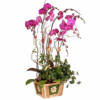 Deluxe Phalaenopsis (Butterfly Orchids) plant. 8 stalks 