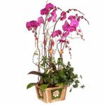Deluxe Phalaenopsis (Butterfly Orchids) plant. 8 stalks 