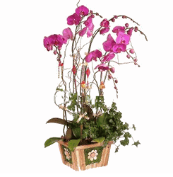 Deluxe Phalaenopsis (Butterfly Orchids) plant. 8 stalks 