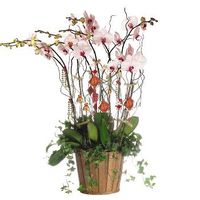 Deluxe White Phalaenopsis (Butterfly Orchids) plant. 8 stalks 