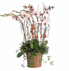 Deluxe White Phalaenopsis (Butterfly Orchids) plant. 8 stalks 