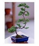 Deluxe Windswept Bonsai