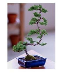 Deluxe Windswept Bonsai