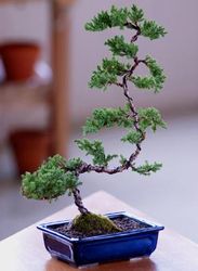 Deluxe Windswept Bonsai