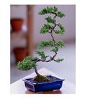 Deluxe Windswept Bonsai