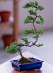 Deluxe Windswept Bonsai