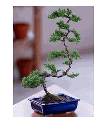 Deluxe Windswept Bonsai
