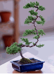 Deluxe Windswept Bonsai