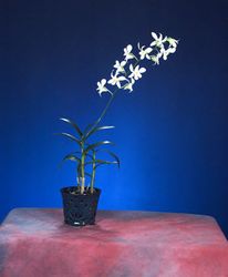 Dendrobium and nice potted plants