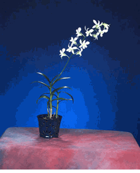 Dendrobium and nice potted plants