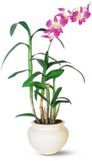 Dendrobium Orchid