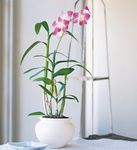 Dendrobium Orchid 