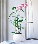 Dendrobium Orchid