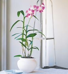 Dendrobium Orchid 