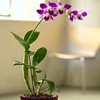 Dendrobium Orchid 