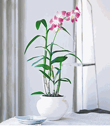 Dendrobium Orchid