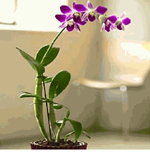 Dendrobium Orchid 