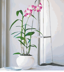 Dendrobium Orchid 