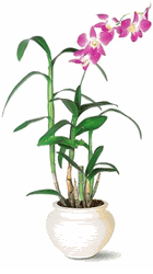 Dendrobium Orchid in nice pot