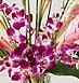Dendrobium Orchids 10 stems