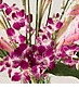 Dendrobium Orchids 10 stems