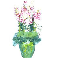 Dendrobium orchids