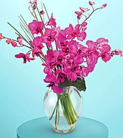 Dendrobium orchids
