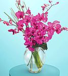 Dendrobium orchids