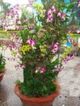 Dendrobium orchids