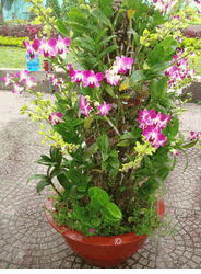 Dendrobium orchids