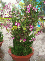 Dendrobium orchids