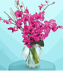 Dendrobium orchids