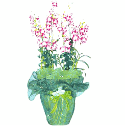 Dendrobium orchids
