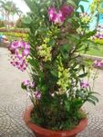 Dendrobium Orchids 2
