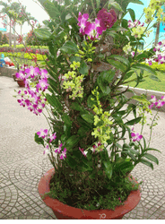 Dendrobium Orchids 2
