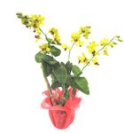 dendrobium Orchids 2 stems