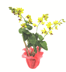 dendrobium Orchids 2 stems