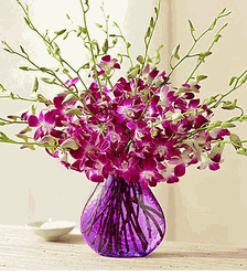 Dendrobium orchids Vase Variety