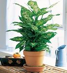 Dieffenbachia plant