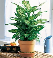 Dieffenbachia plant